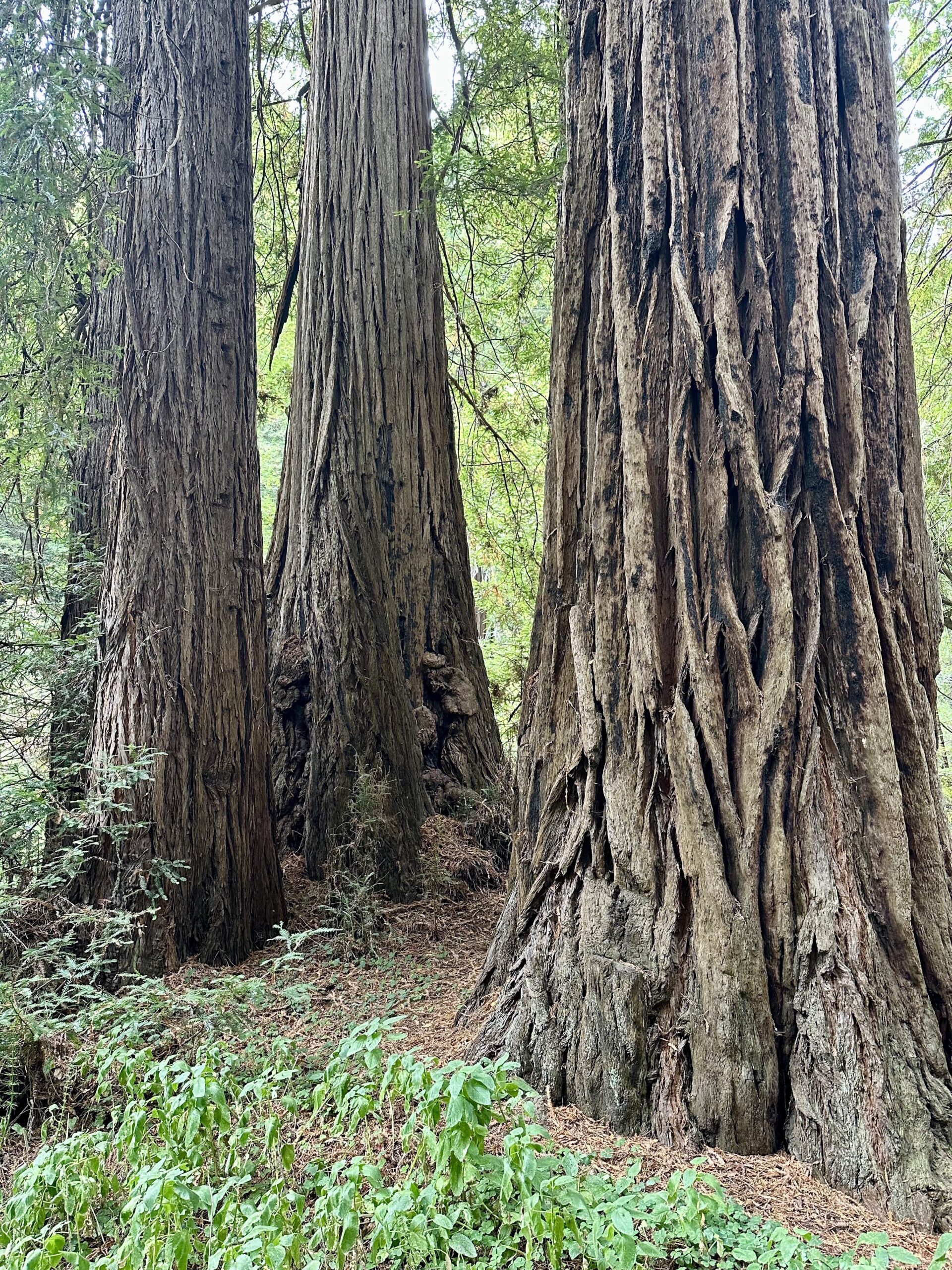 big redwood tree