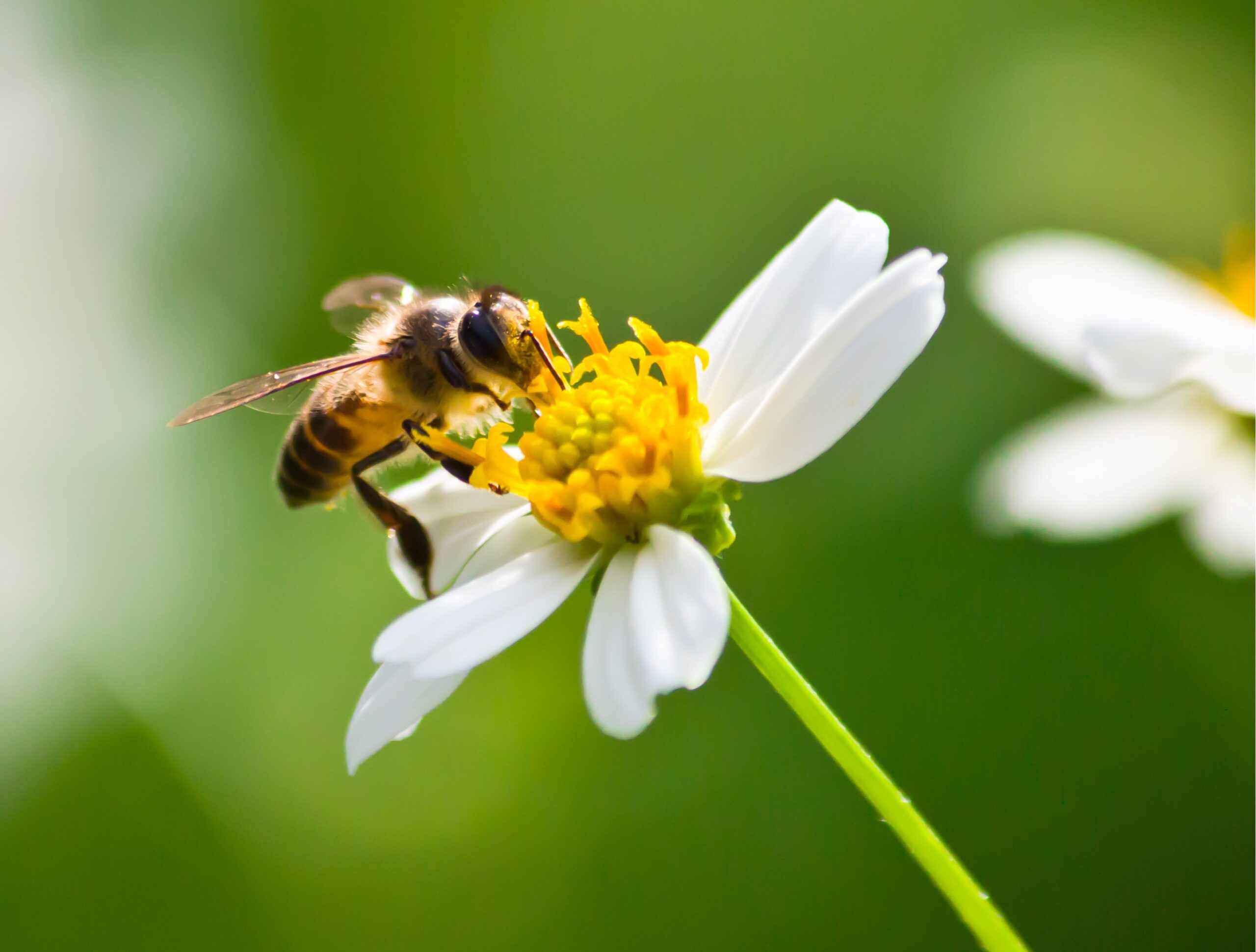 Green color antenna white bee