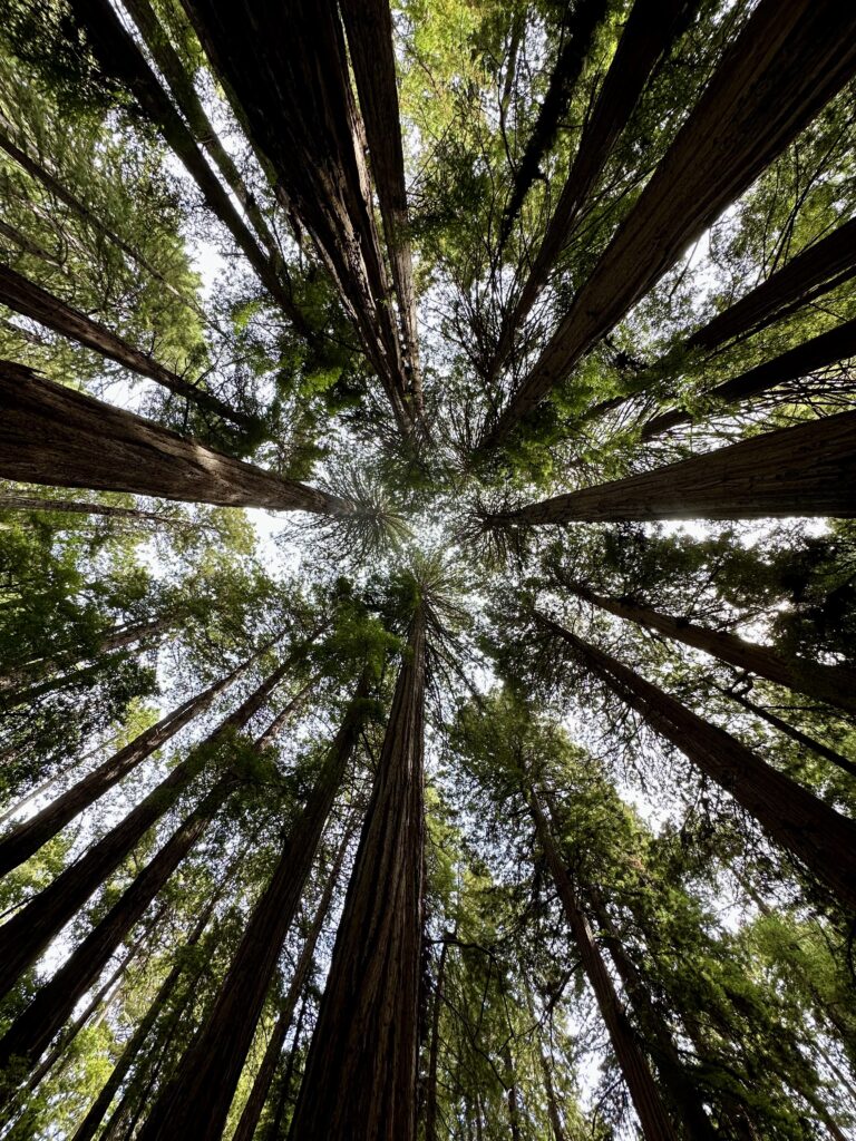 redwood canopy tree