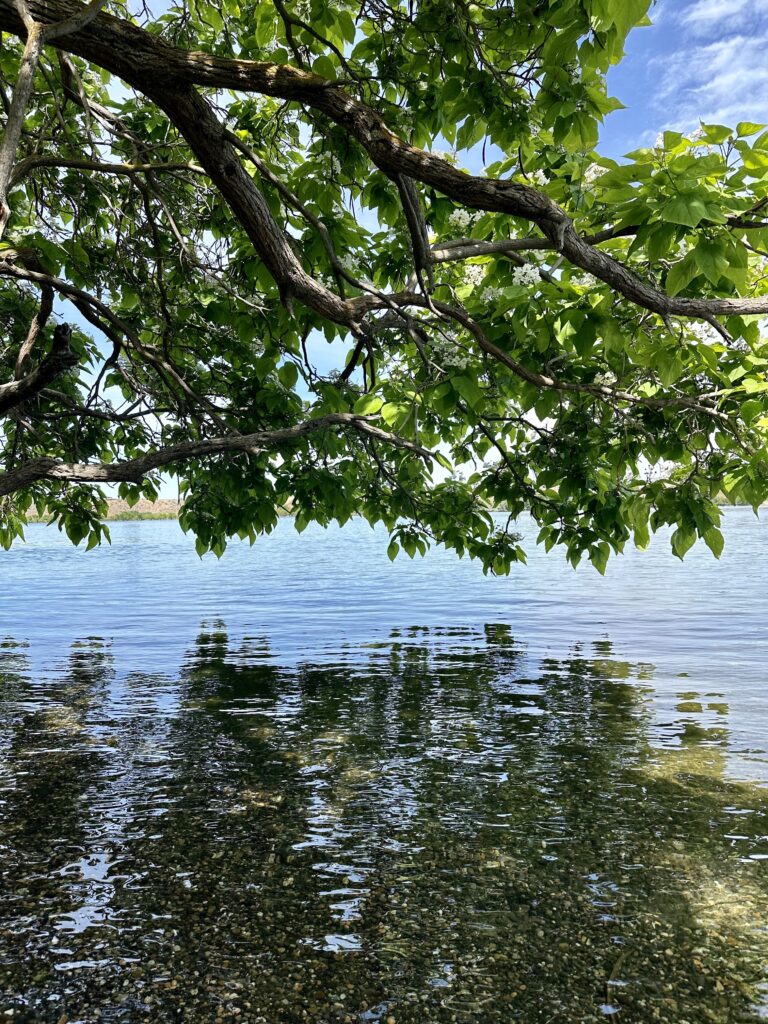 tree over water groves