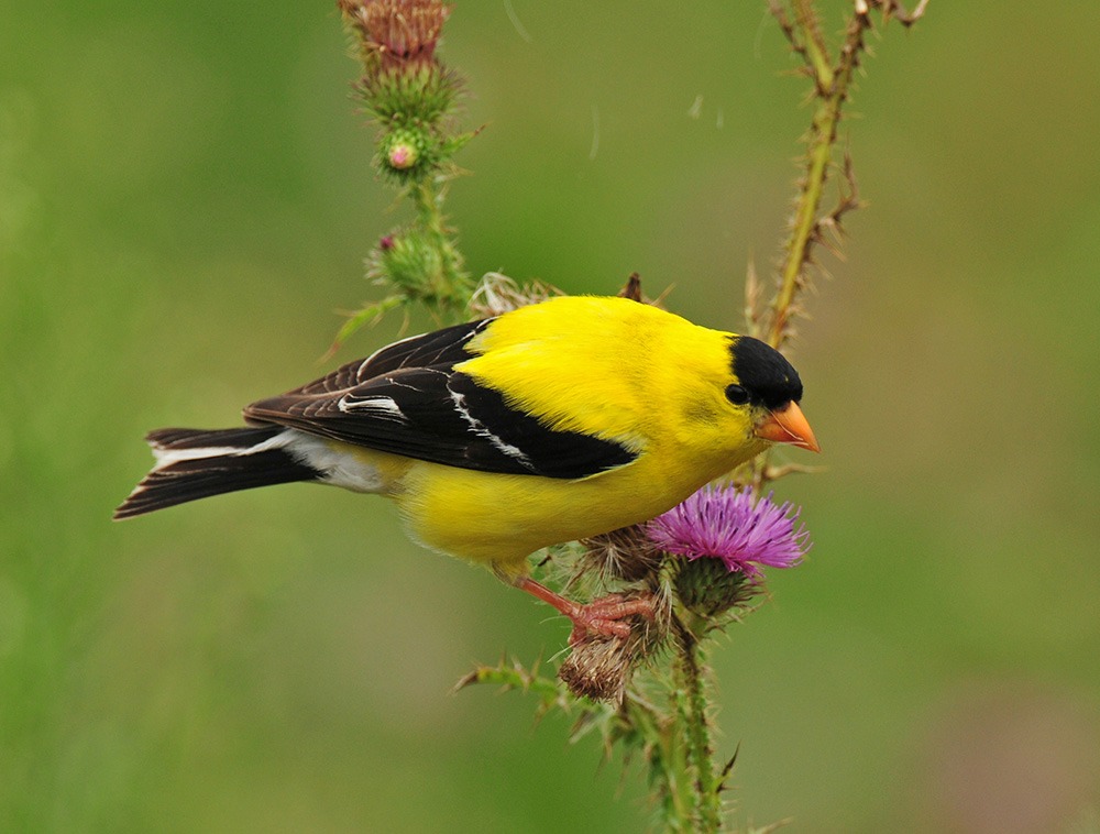 Goldfinch bird