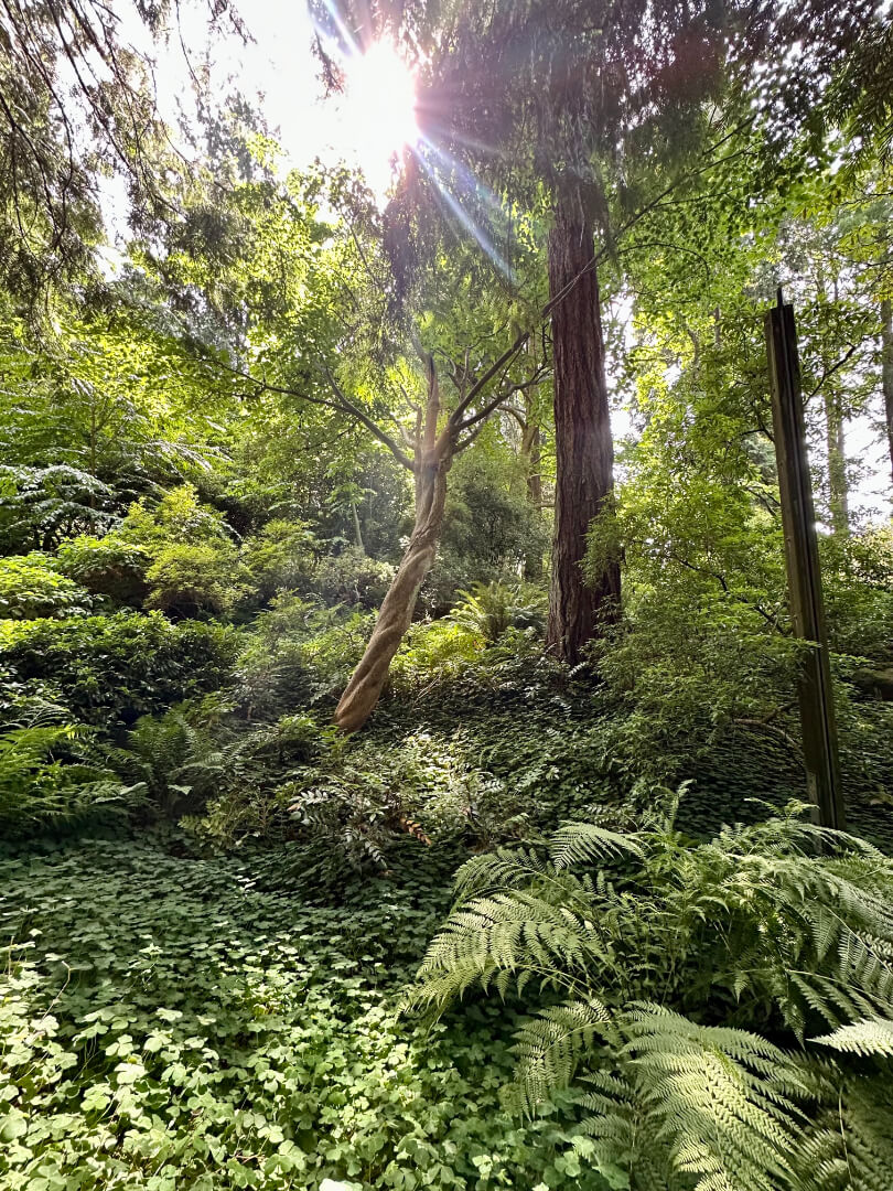 Seattle arboretum tree in sun