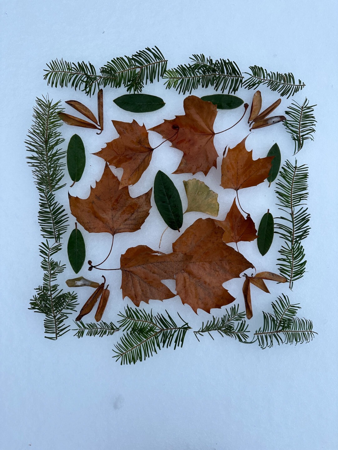 Square arrangement of orange and green leaves with conifer sprigs on snow, creating a natural and minimalist design with a serene wintery feel.