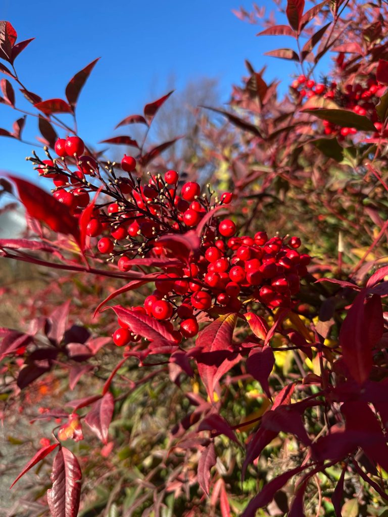 red berries on a tree branch