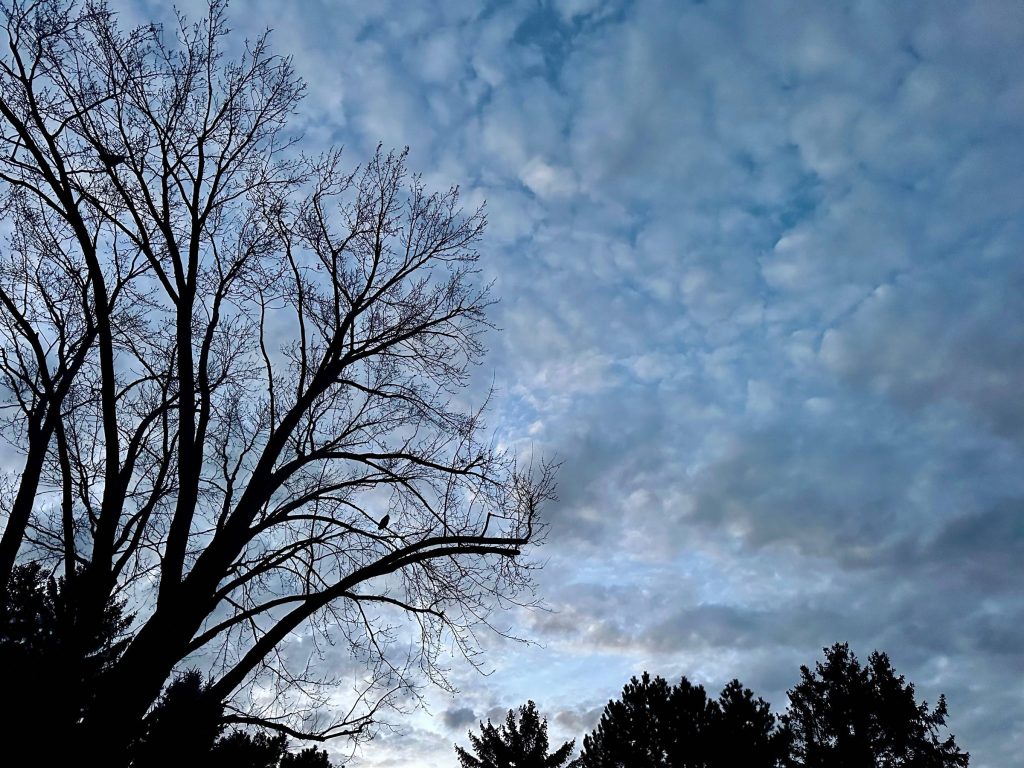 winter maple tree and dawn cloud sky