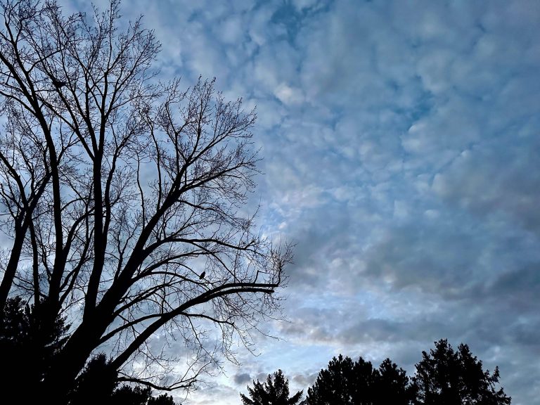 winter maple tree and dawn cloud sky