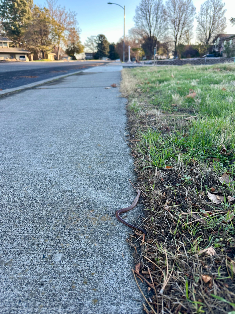 worm crawls along sidewalk into grass
