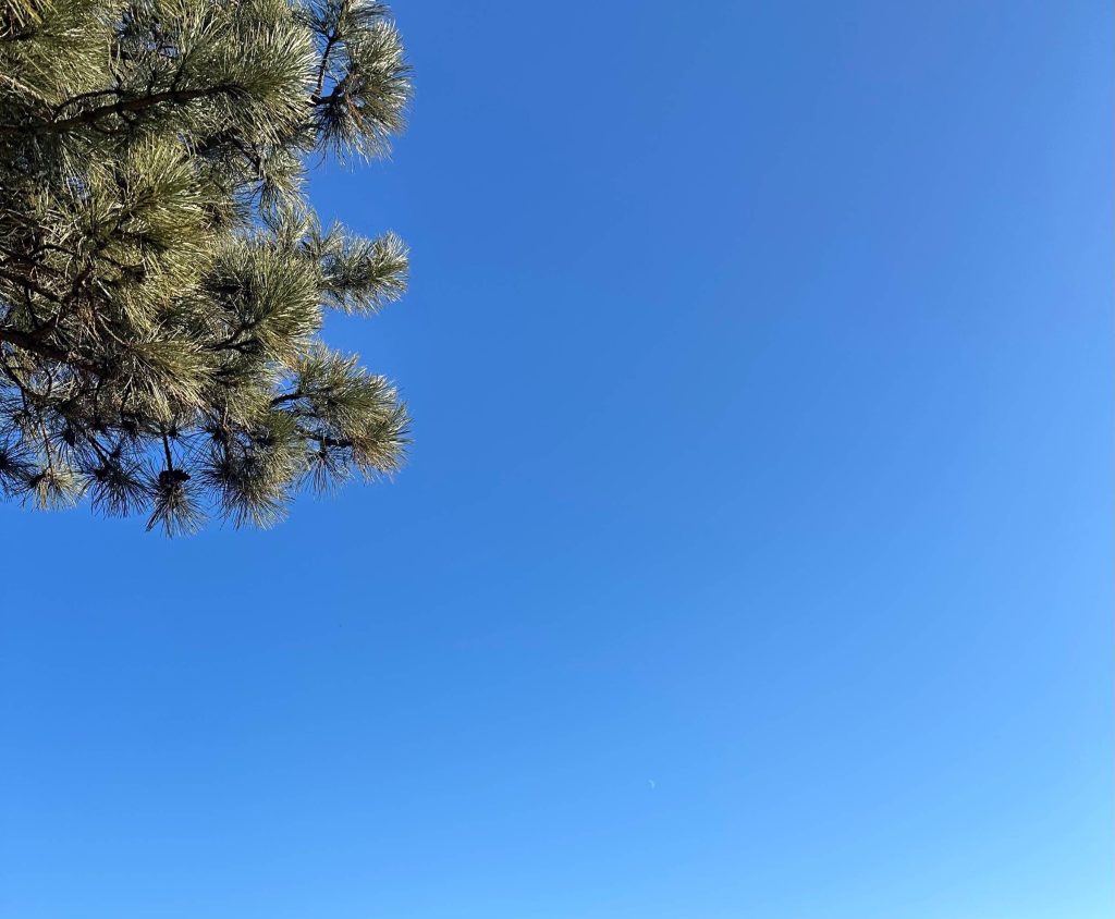 blue sky and pine branch in one corner