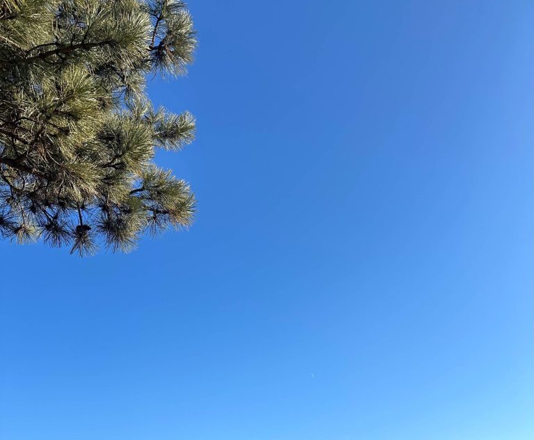 blue sky and pine branch in one corner