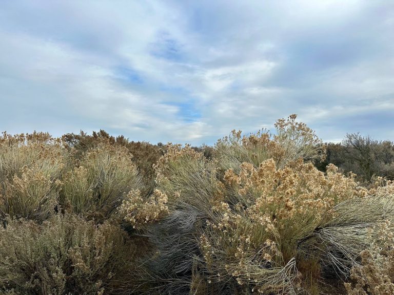 shrub steppe desert winter vista