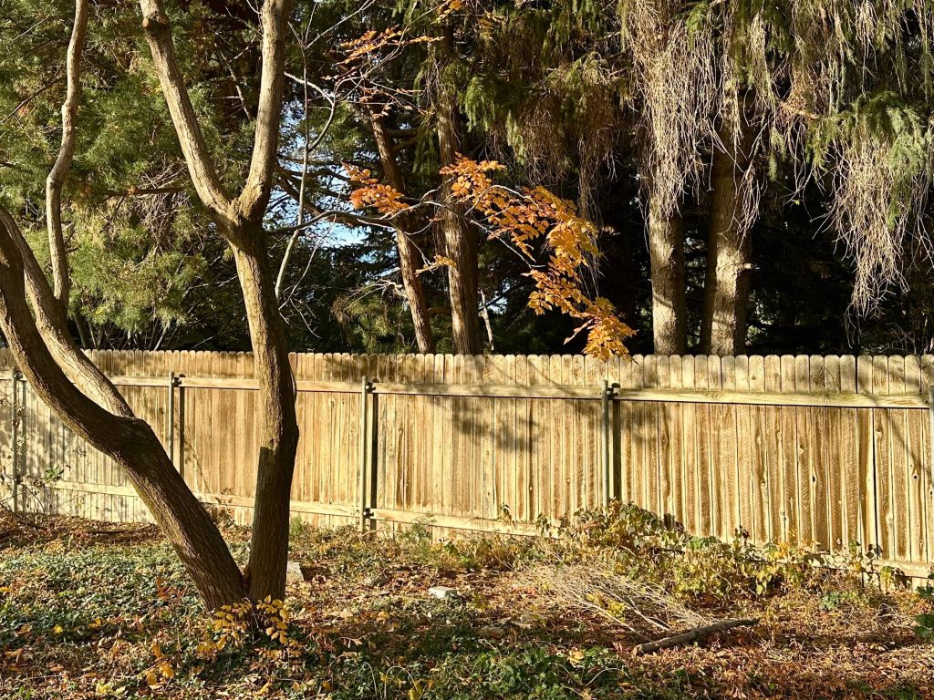 Tree in afternoon light with fence behind it.