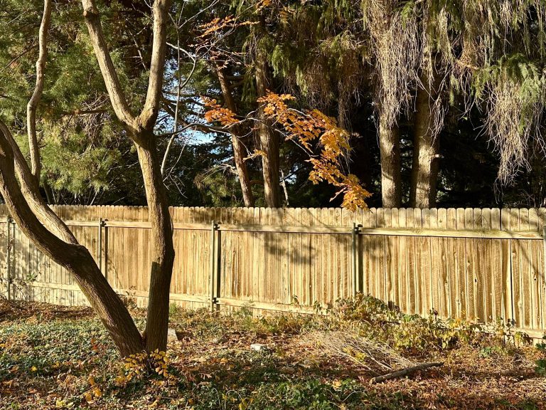 Tree in afternoon light with fence behind it.