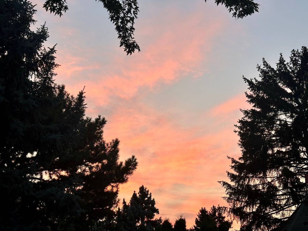 pink sunset between dark pines in silhouette