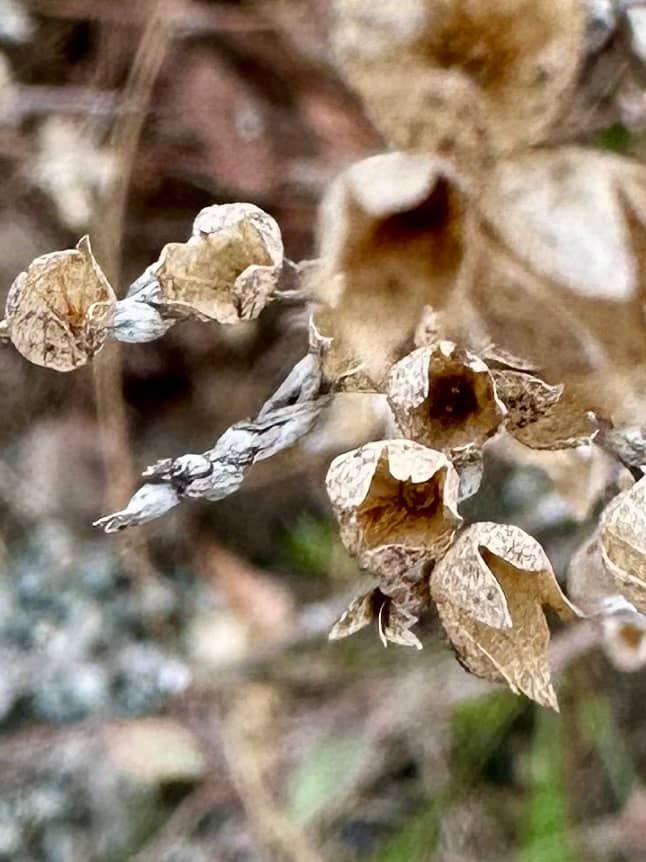 tiny dried buds of flowers in a winter garden