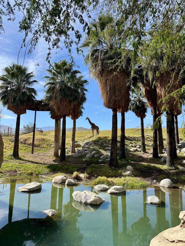 giraffe in distance behind palms and water