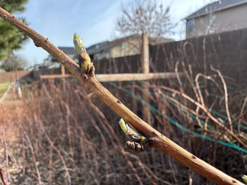 green bud from blackberry bush up close