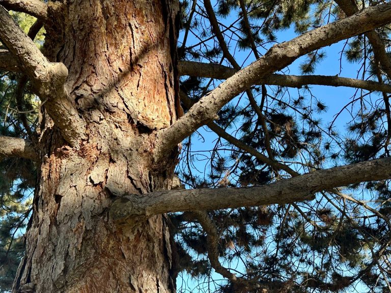 pine tree trunk lit up by sun