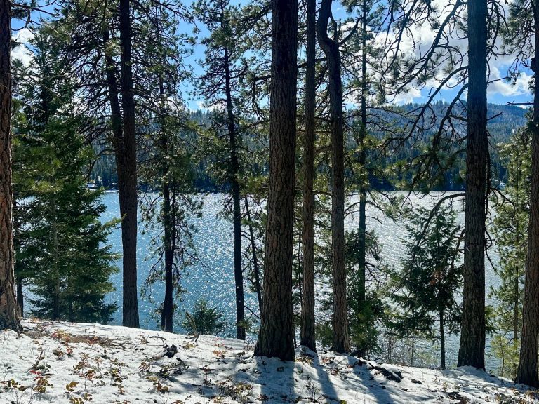 trees in forest with snow on ground and lake in background
