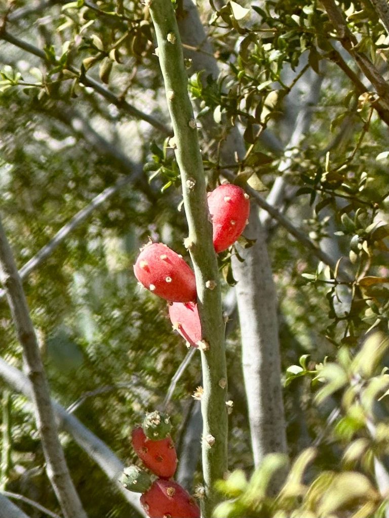 pink cactus fruit up close