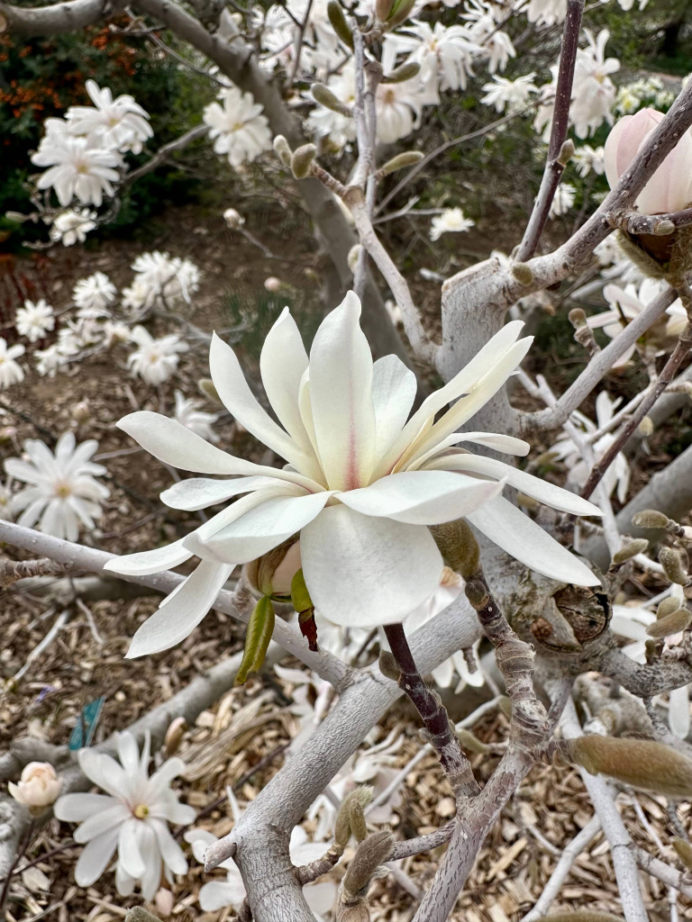 open white blossom on magnolia tree