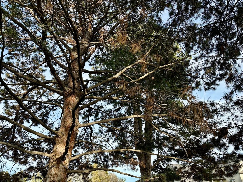 pine trees overhead