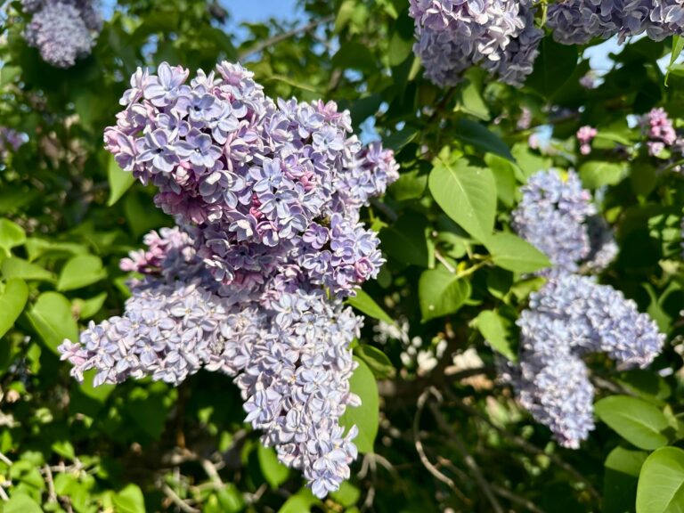 Clusters of lilac blossoms on a bush.