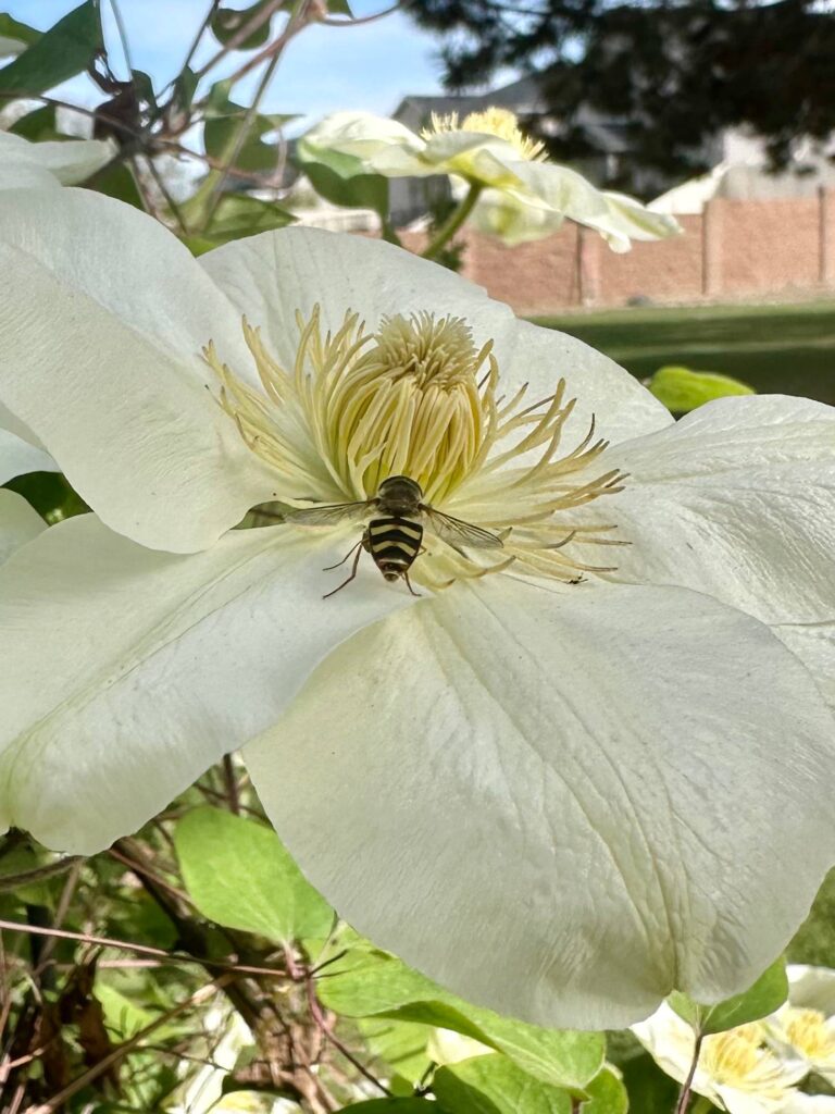 Honey bee on a clematis bloom