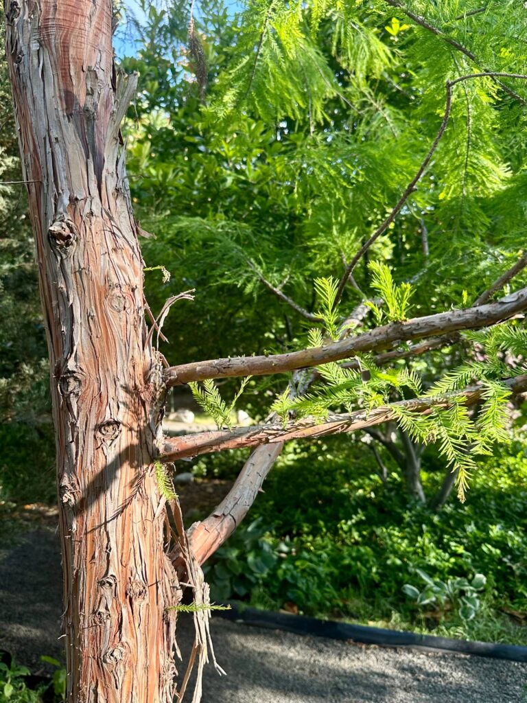 cypress tree trunk with shedding bark