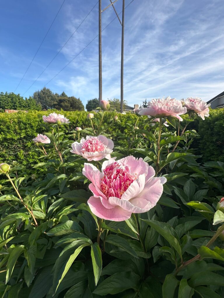 light pink peonies blooming before powerlines
