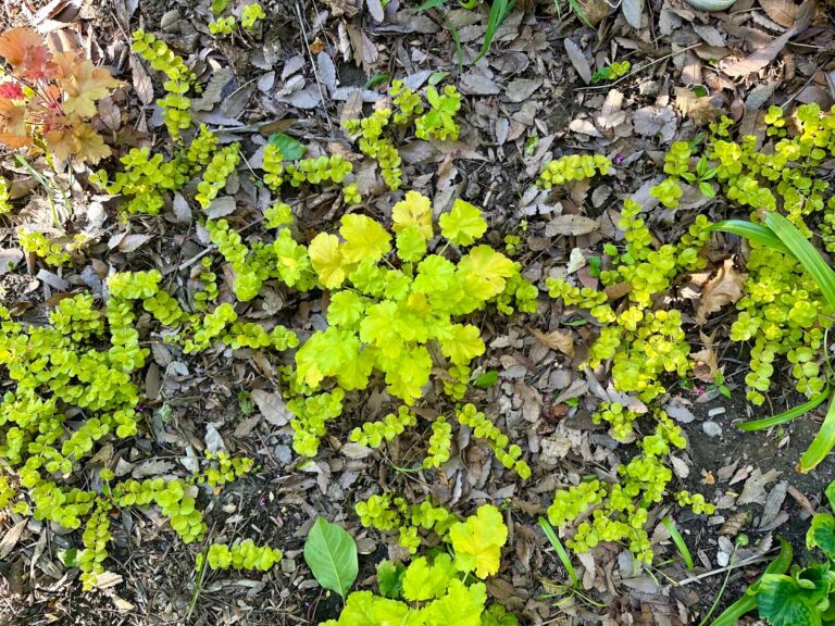bright green ground cover over dry leaves