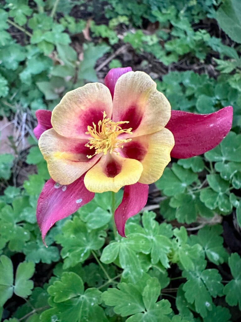 magenta columbine bloom against green leaves