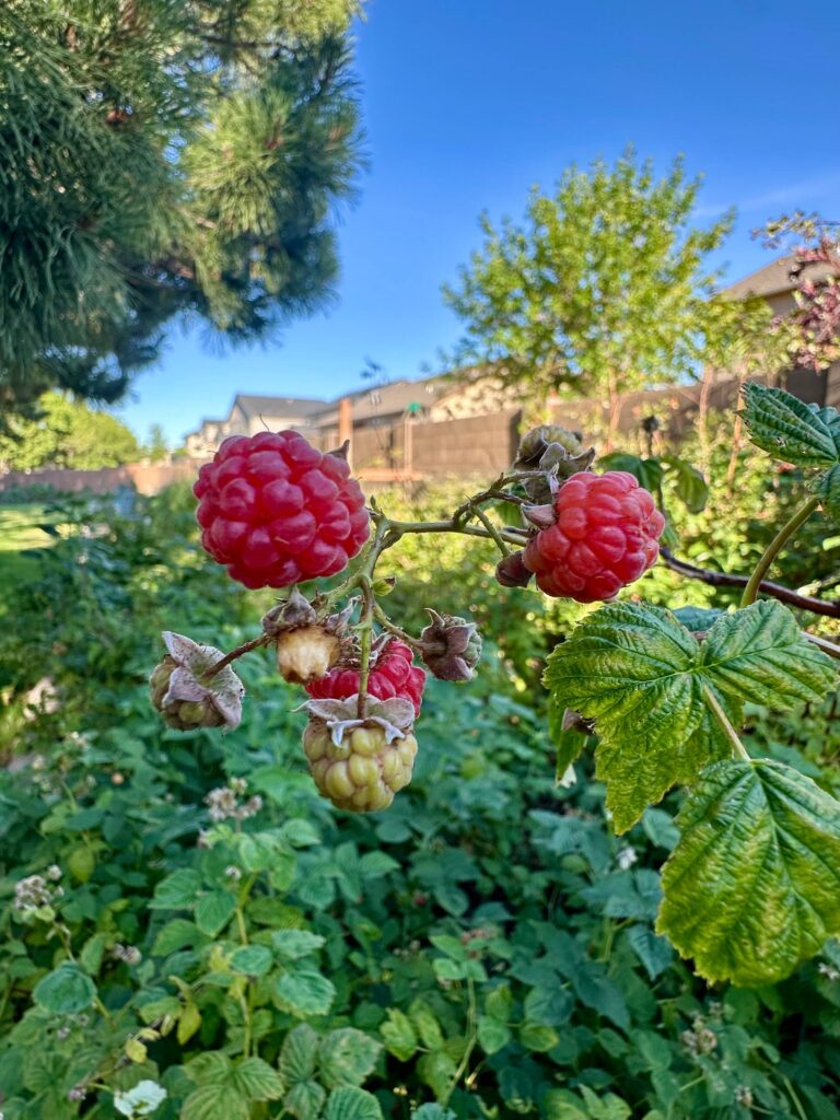 raspberries on canes in a yard