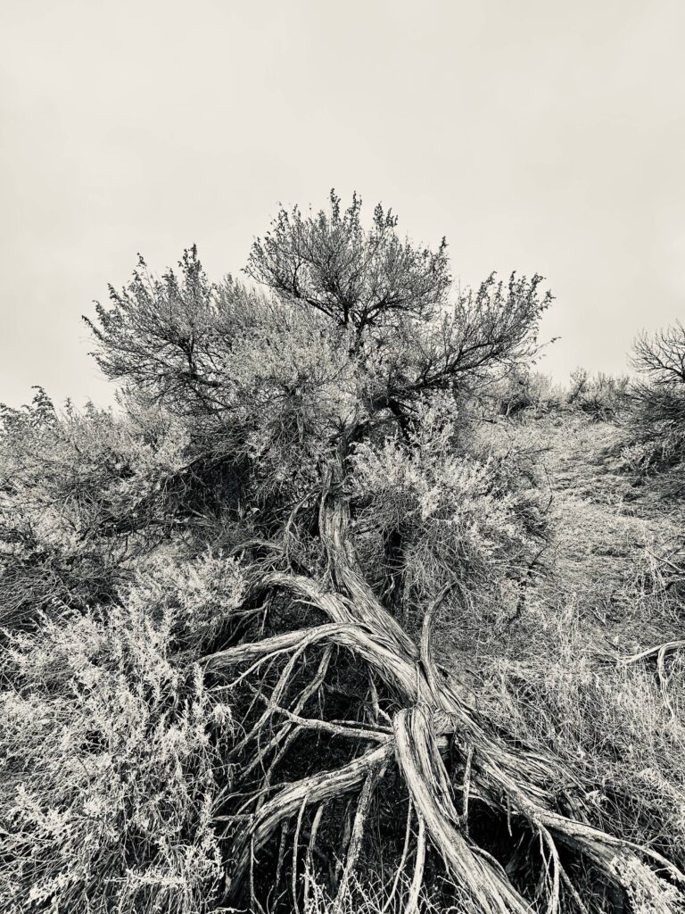 sagebrush portrait