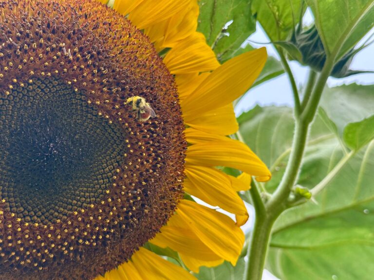 bee buzzes near giant sunflower bloom