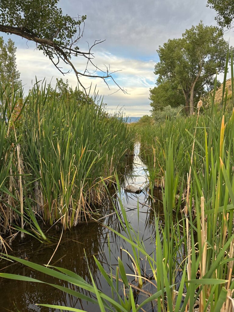 hot spring-fed marsh with grasses