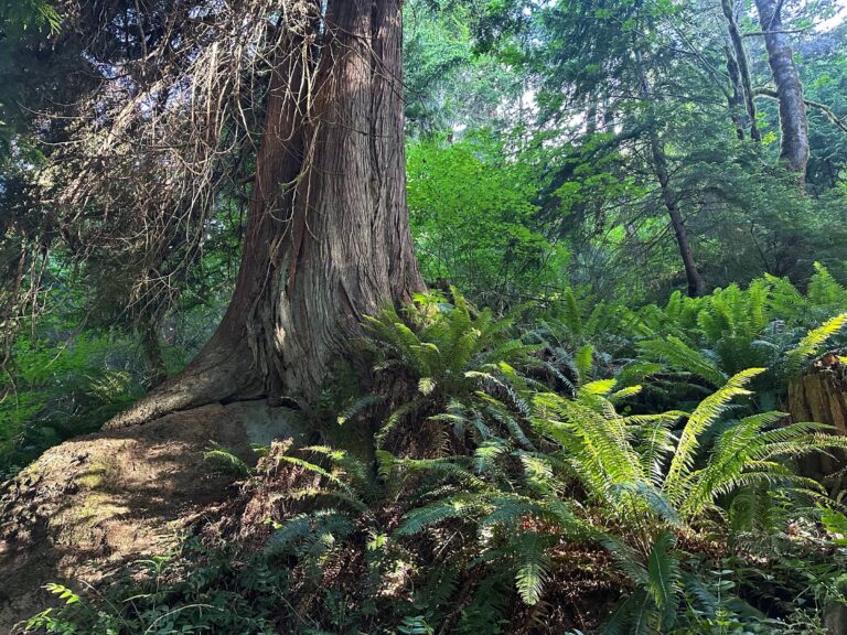 mother tree cedar in the forest